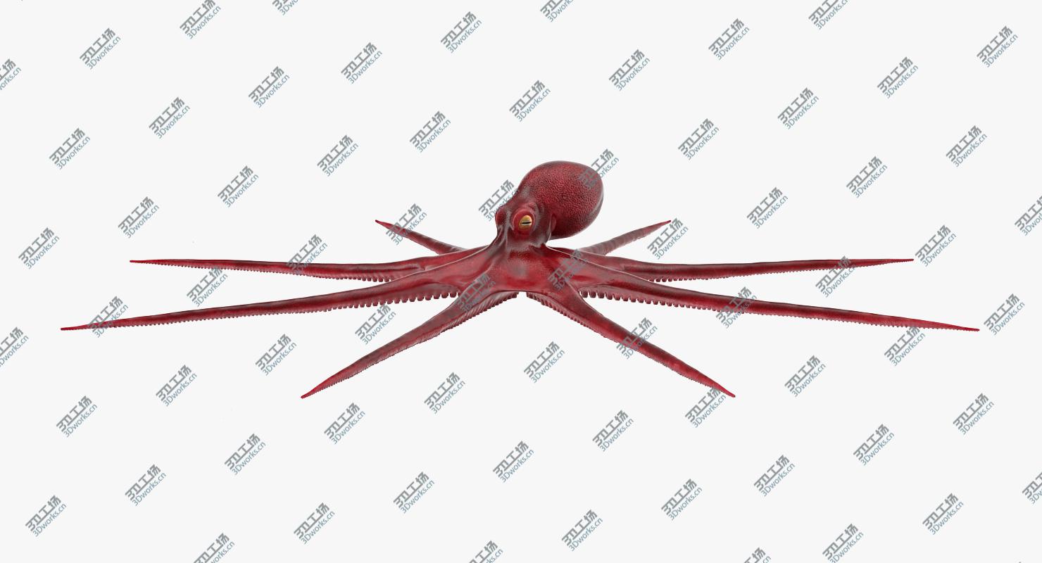 images/goods_img/20210313/Octopus Vulgaris Rigged for Maya 3D model/2.jpg